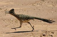 Roadrunner